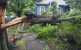 Dead or Fallen Tree Removal