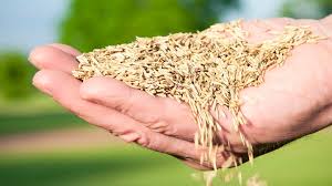 Seed Spreading / Fertilisation.